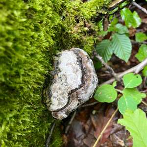 Unknown Species