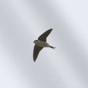 Northern House-martin