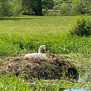 Mute Swan