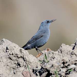 Blue Rock-thrush