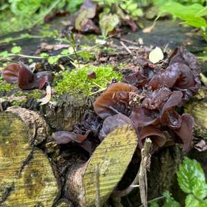 Tree-Ear
