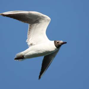 Black-headed Gull