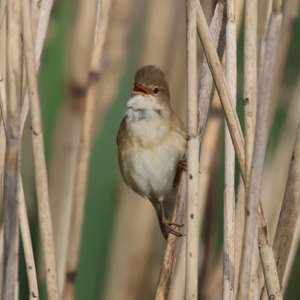 Eurasian Reed-warbler