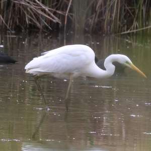 Great Egret