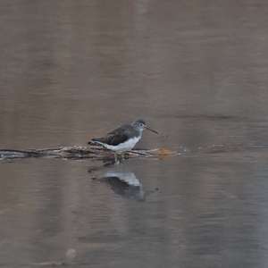 Waldwasserläufer
