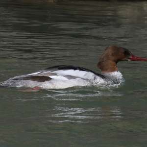 Common Merganser