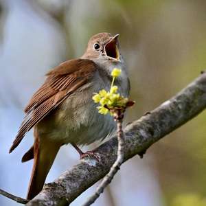 Common Nightingale