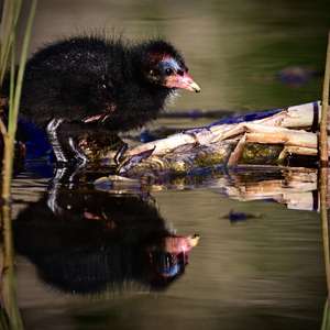 Common Moorhen