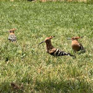 Eurasian Hoopoe