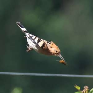 Eurasian Hoopoe