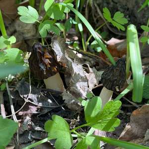 Half-free Morel