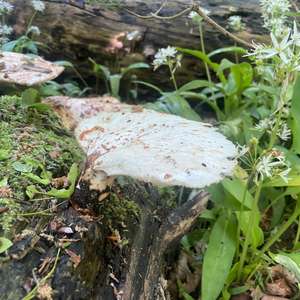 Dryad`s Saddle