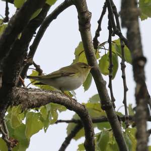 Wood Warbler