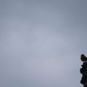 Tree Pipit