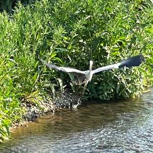 Grey Heron