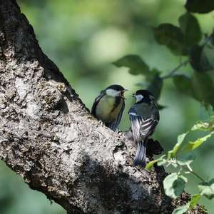 Great Tit