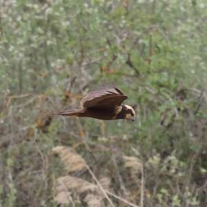 Unknown Species