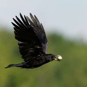Rook