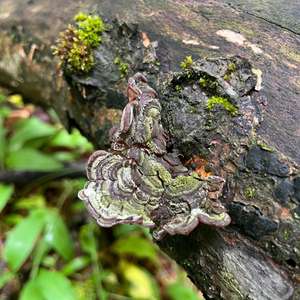 Unknown Species