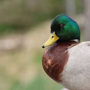 Stockente