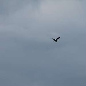 Purple Heron