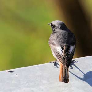 Black Redstart