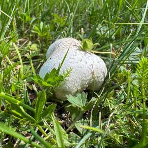 Schaf-Champignon