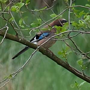Eurasian Jay