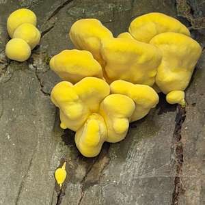 Chicken Mushroom