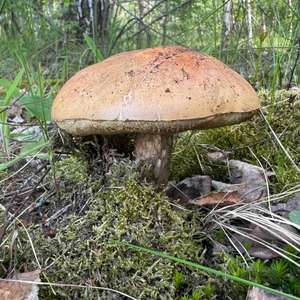 Orange Birch Bolete