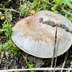 Spring Agaric