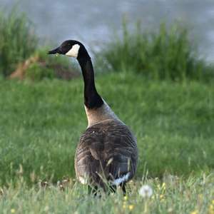 Canada Goose