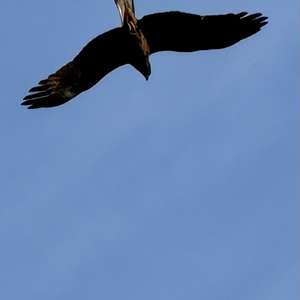 Black Kite