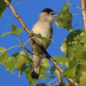 Blackcap