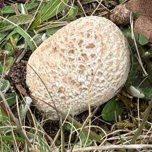 Mosaic Puffball