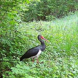 Black Stork