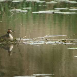 Great Crested Grebe