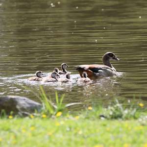 Egyptian Goose
