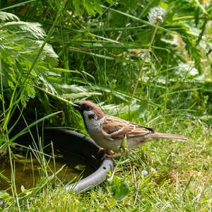 Eurasian Tree Sparrow