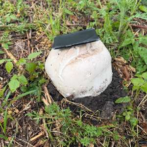 Giant Puffball