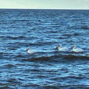 American White Pelican