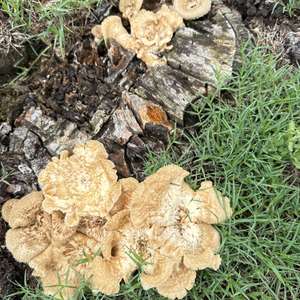 Unknown Species