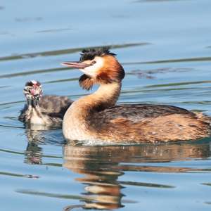 Great Crested Grebe