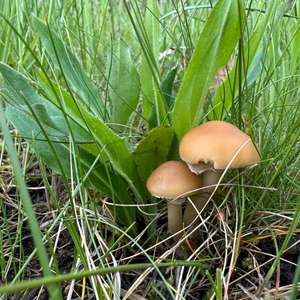Spring Agrocybe