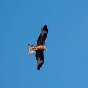 Red Kite