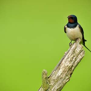 Barn Swallow