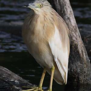 Squacco Heron