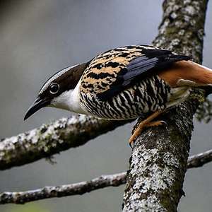 Himalayan Cutia
