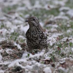 Mistle Thrush