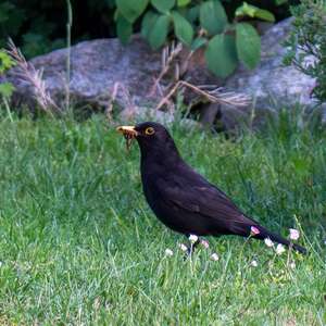 Amsel